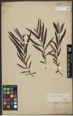 Foto von Salix viminalis L.